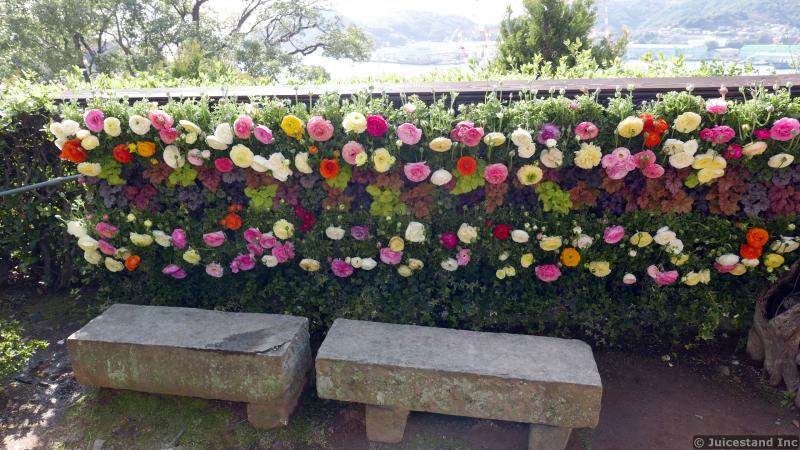 Wall of Garden Roses