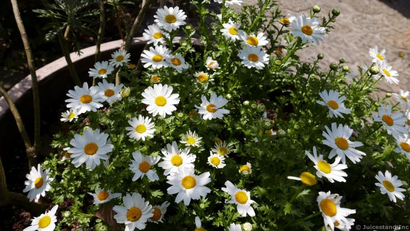 White Daisies at Glover Garden