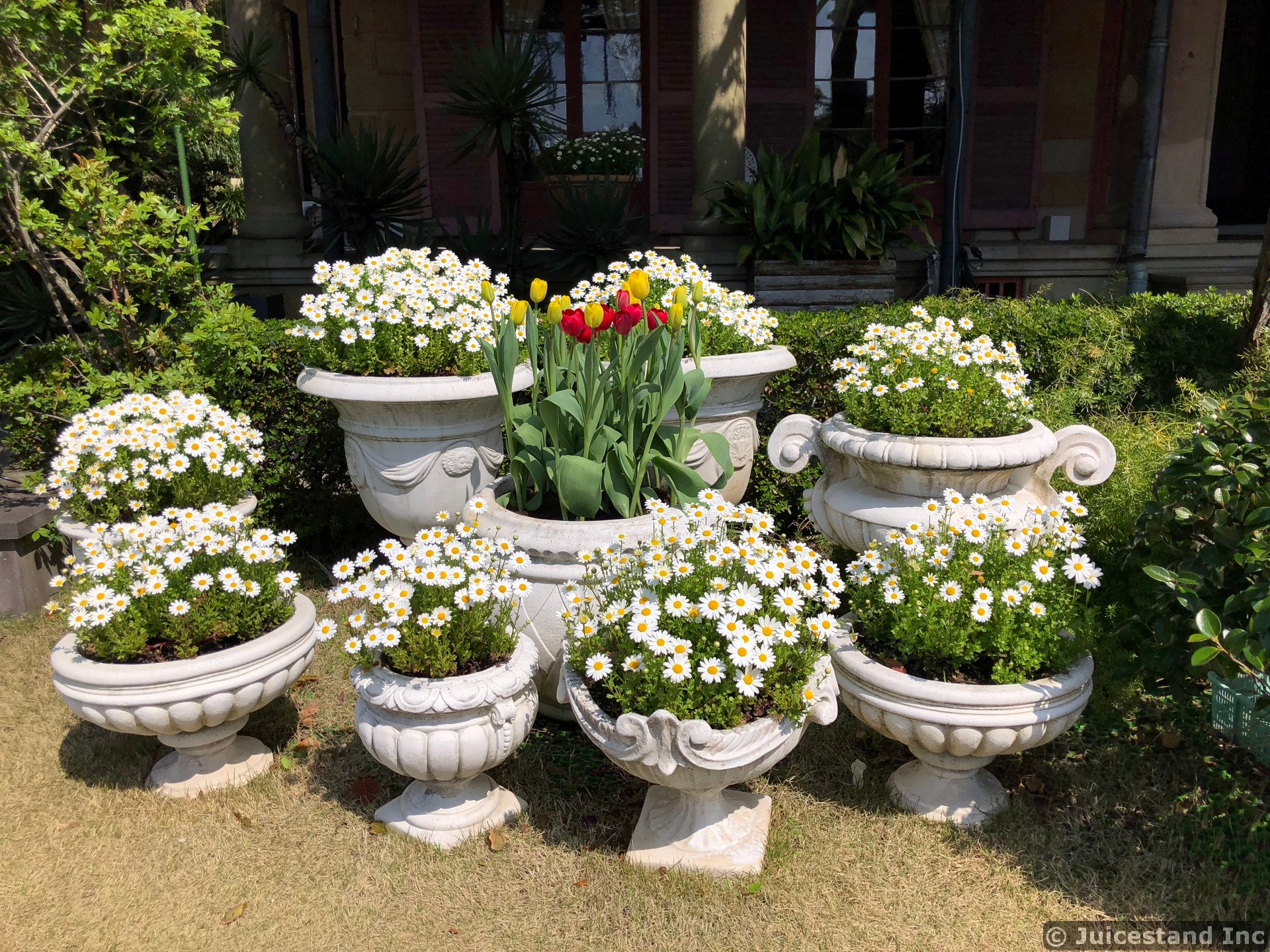 White Daisies Planters Surround Red Tulips Planter