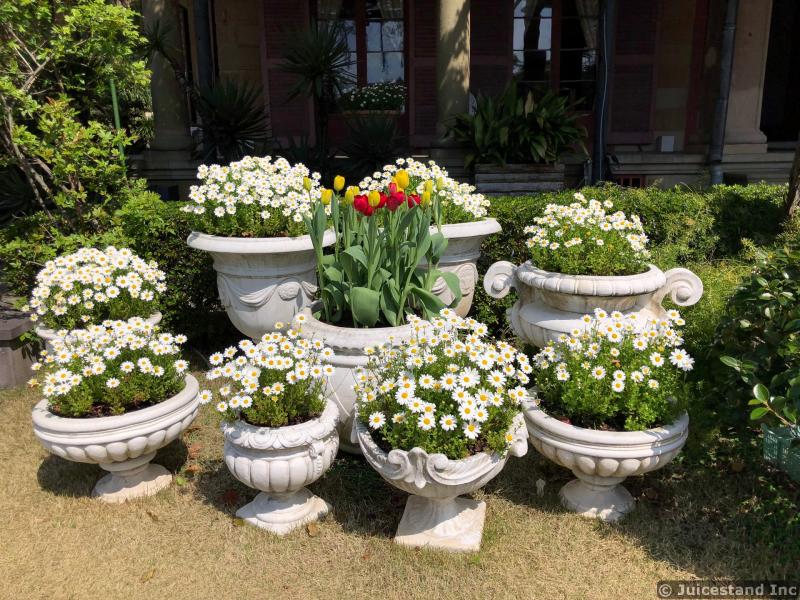 White Daisies Planters Surround Red Tulips Planter