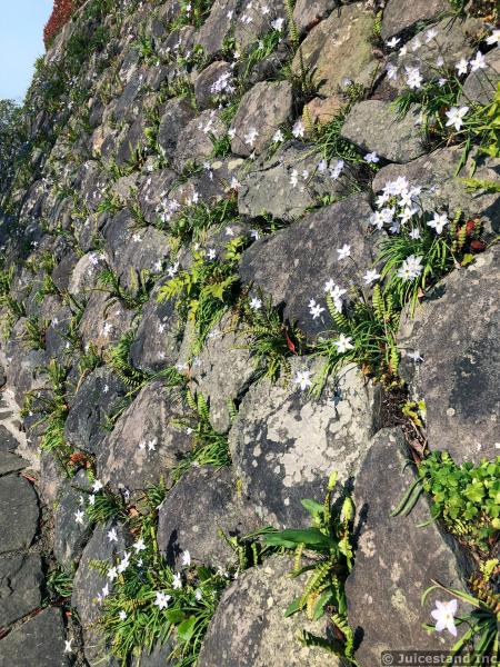 White Flowers Growing from Stone Wall