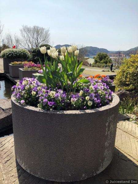 White Tulips at the center of Large Circular Stone Planter