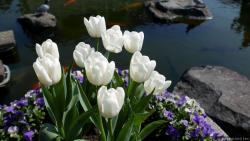 White Tulips Flowers next to Pond