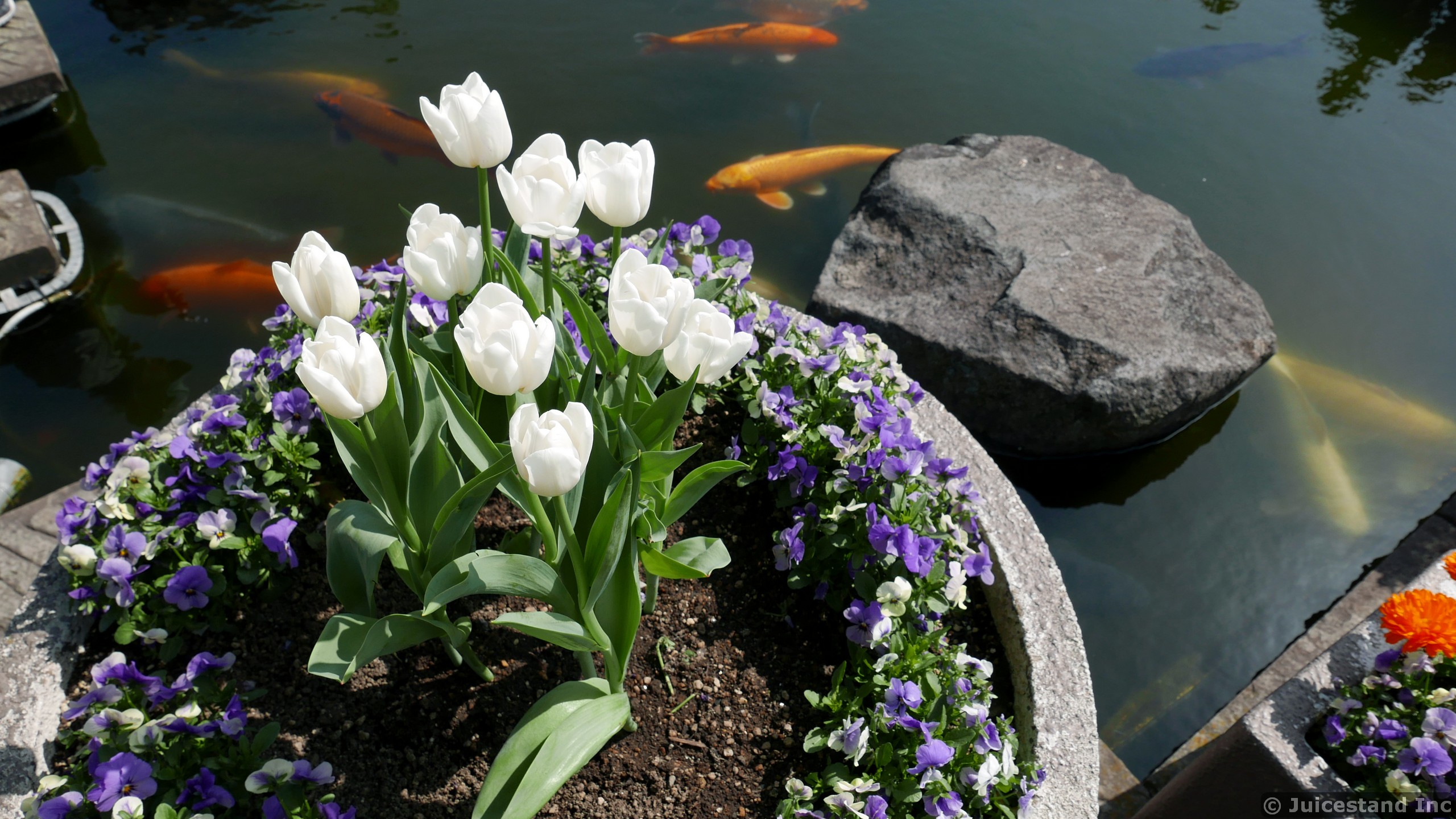 White Tulips next to Koi Pond