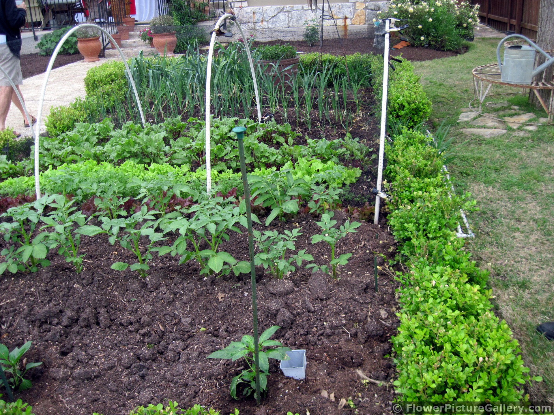 Backyard Herb and Veggies Garden