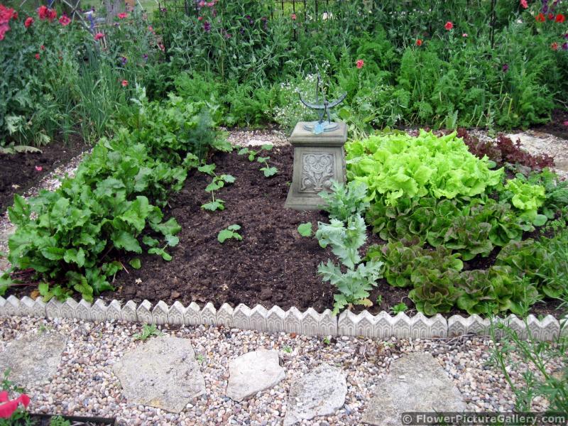 Backyard Vegetable Garden