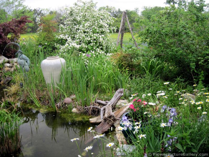 Beautiful Garden Adjacent to Pond