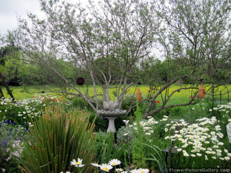 Beautiful Garden with Birdhouse Lanterns
