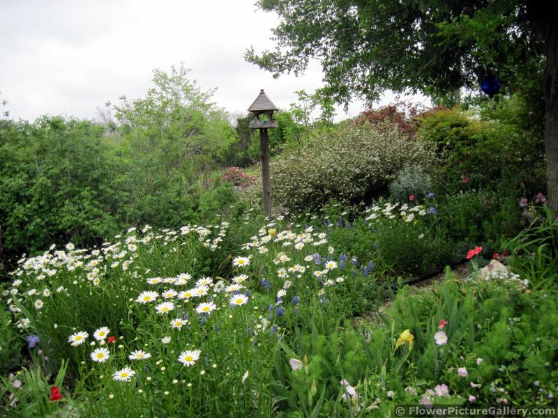 Bird House in Midst of Yellow Flower Garden