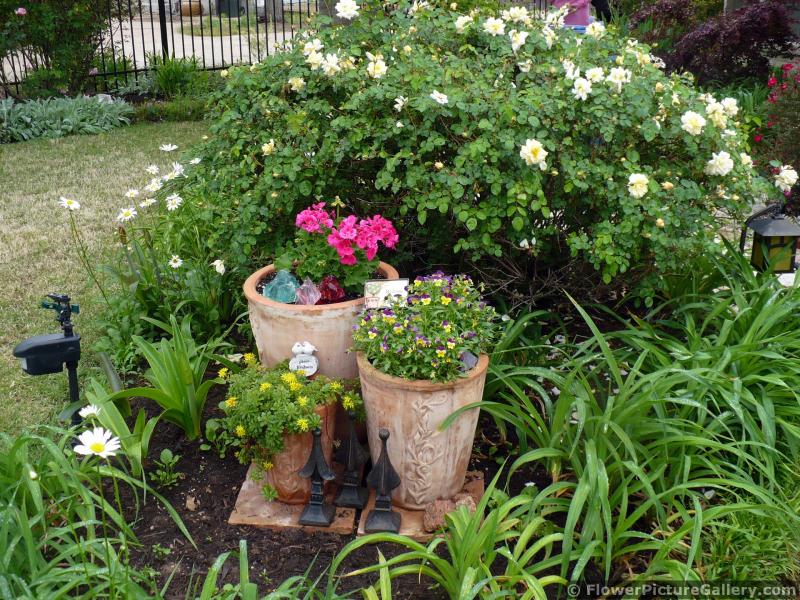 Crepe myrtle and Pansy Flowers in Containers