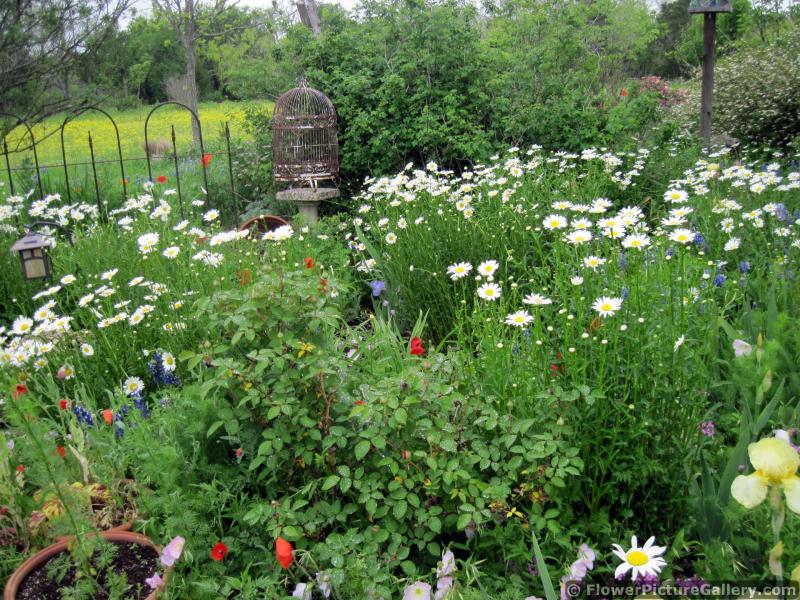 Daisies Garden with Birdcage on Stand