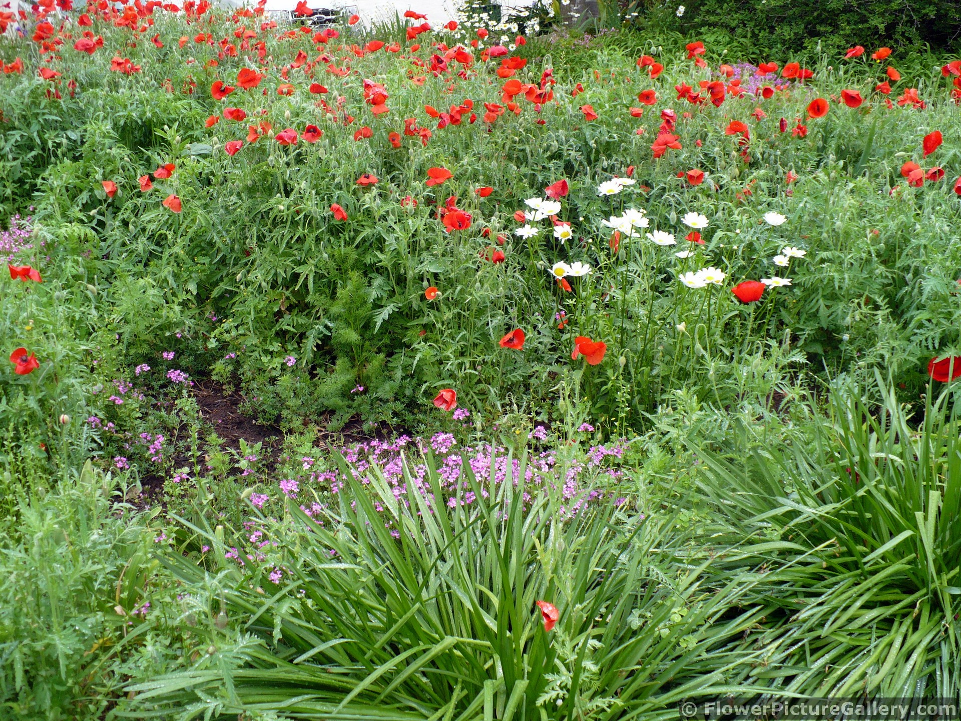 Field of Red Poppies in Home Garden