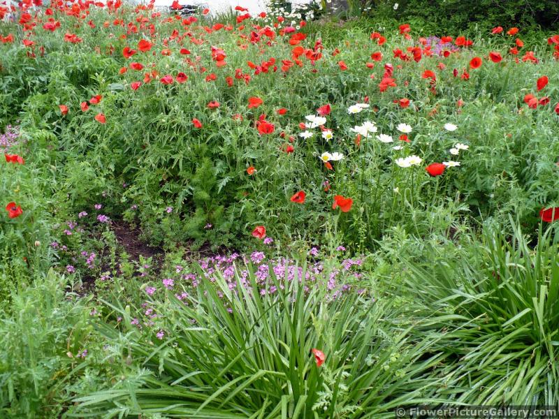 Field of Red Poppies in Home Garden