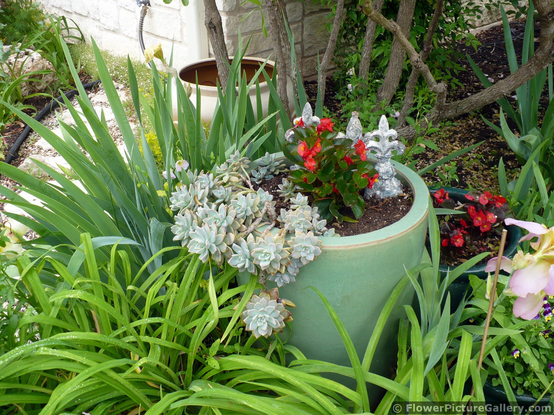 Flower Pot with Cascading Cactus and Red Begonia