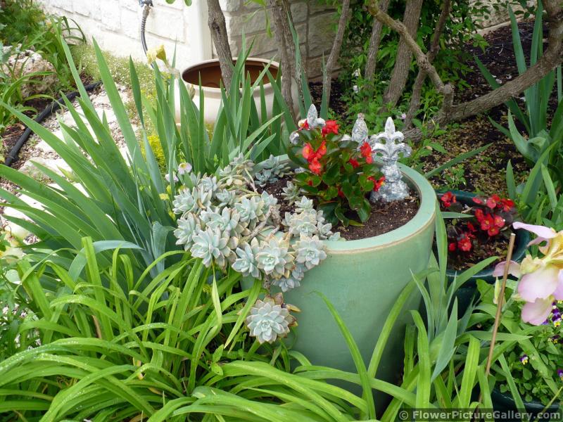 Flower Pot with Cascading Cactus and Red Begonia