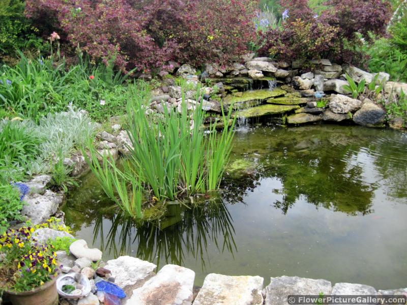Grass in Pond with Cascading Waterfall