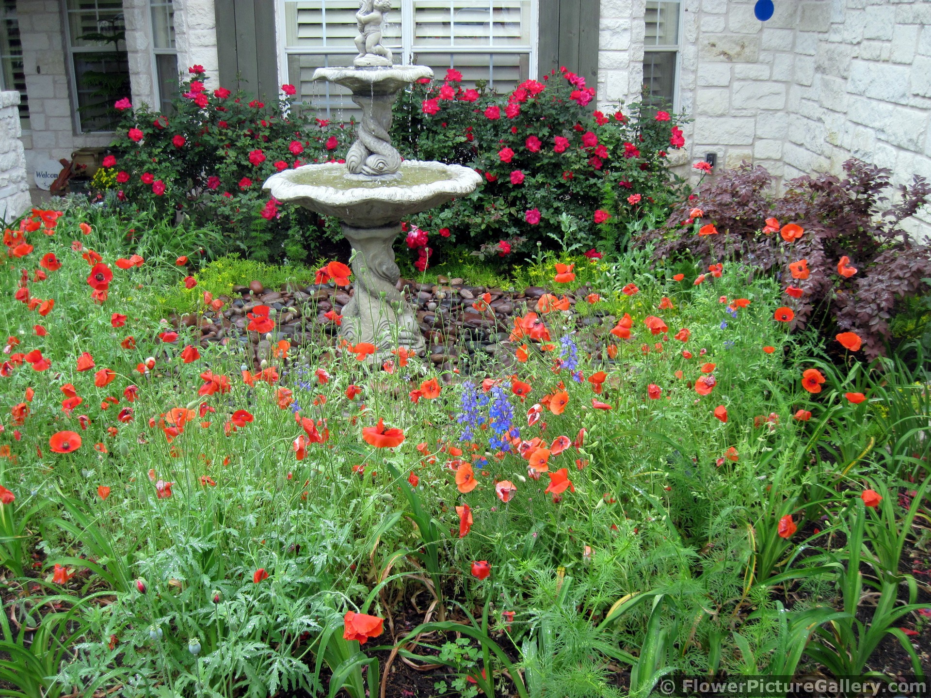Home Garden with Water Fountain and Red Poppies