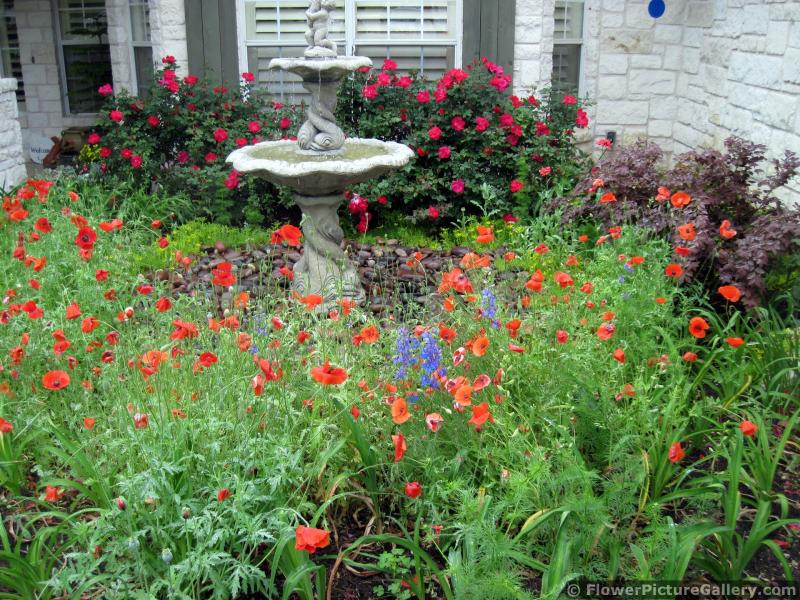 Home Garden with Water Fountain and Red Poppies
