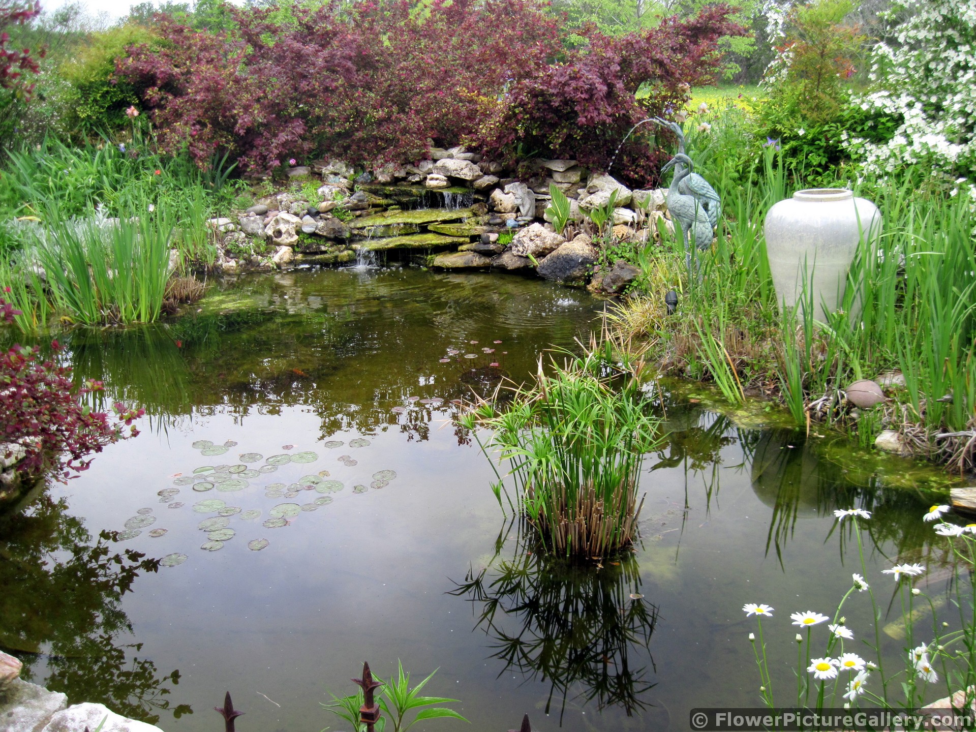 Japanese Maple Trees next to Pond in Backyard Garden