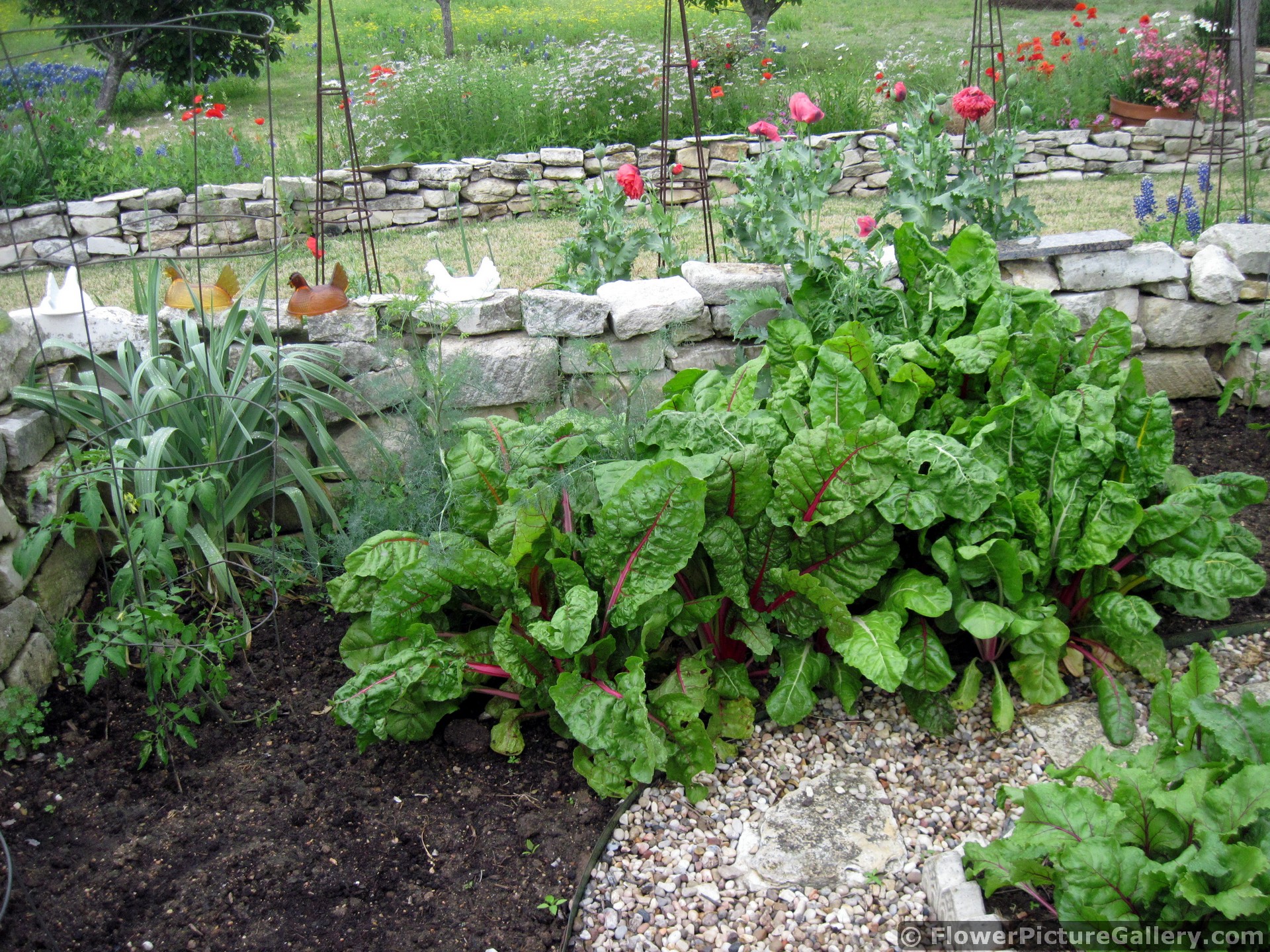 Large Kale Leaves in Backyard Garden