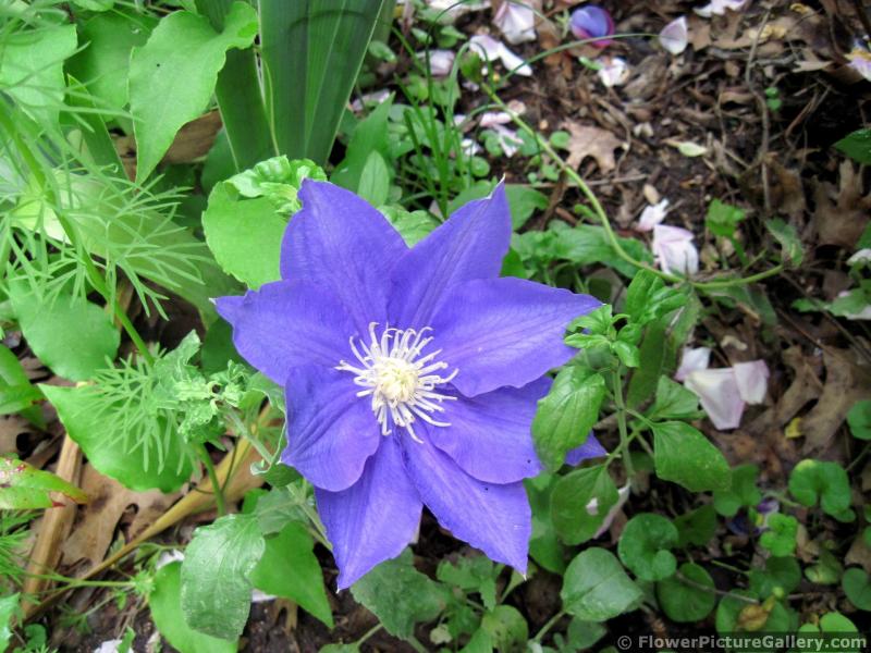 Lavender Flower Called Leather Flower aka Clematis