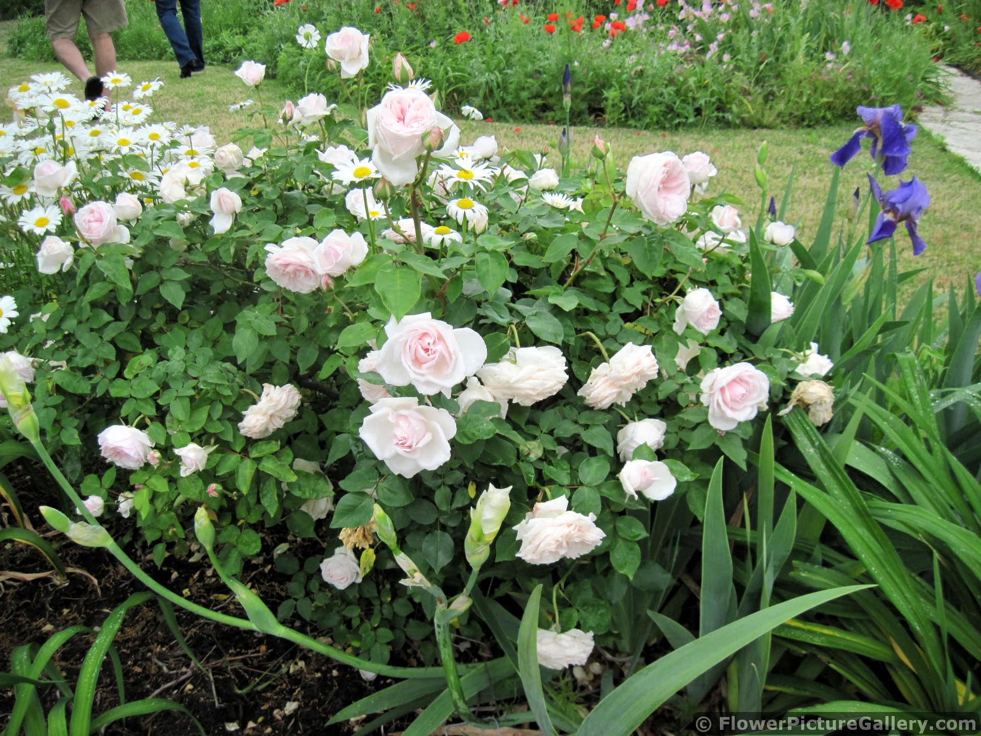 Light Pink Roses Garden