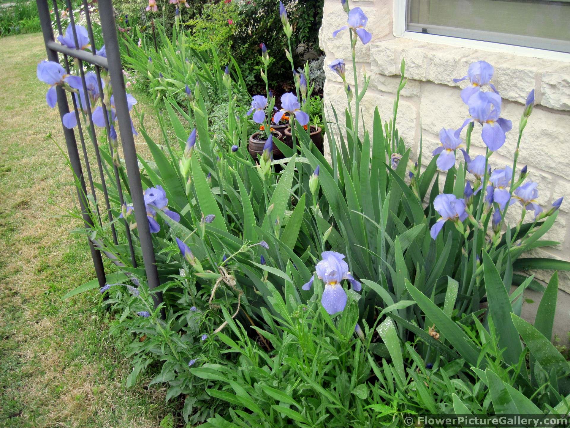 Orris Root Lavender Flowers