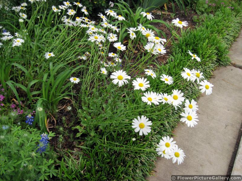 Oxeye daisy flowers at a home garden