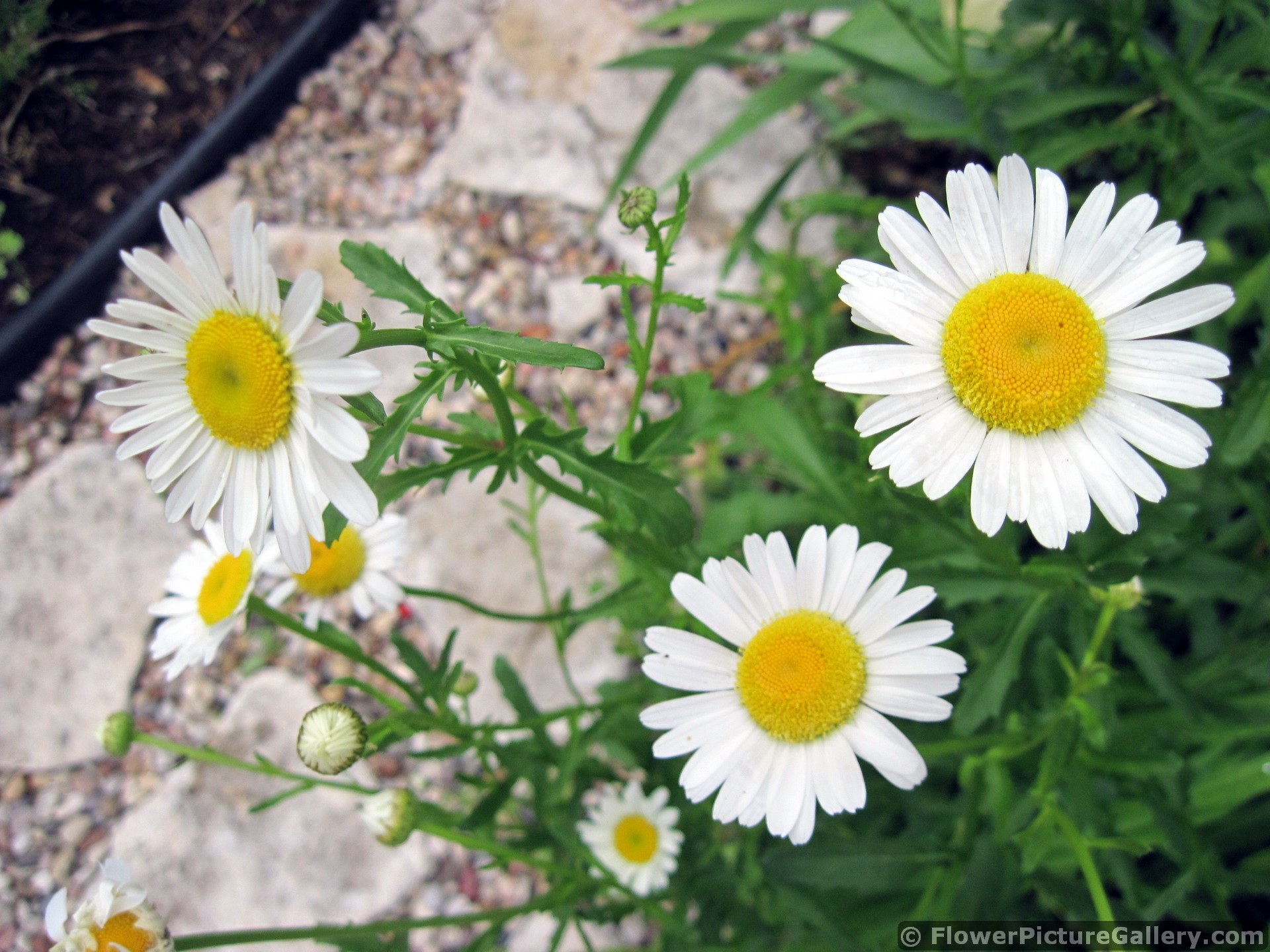 Oxeye Daisy Flowers Closeups