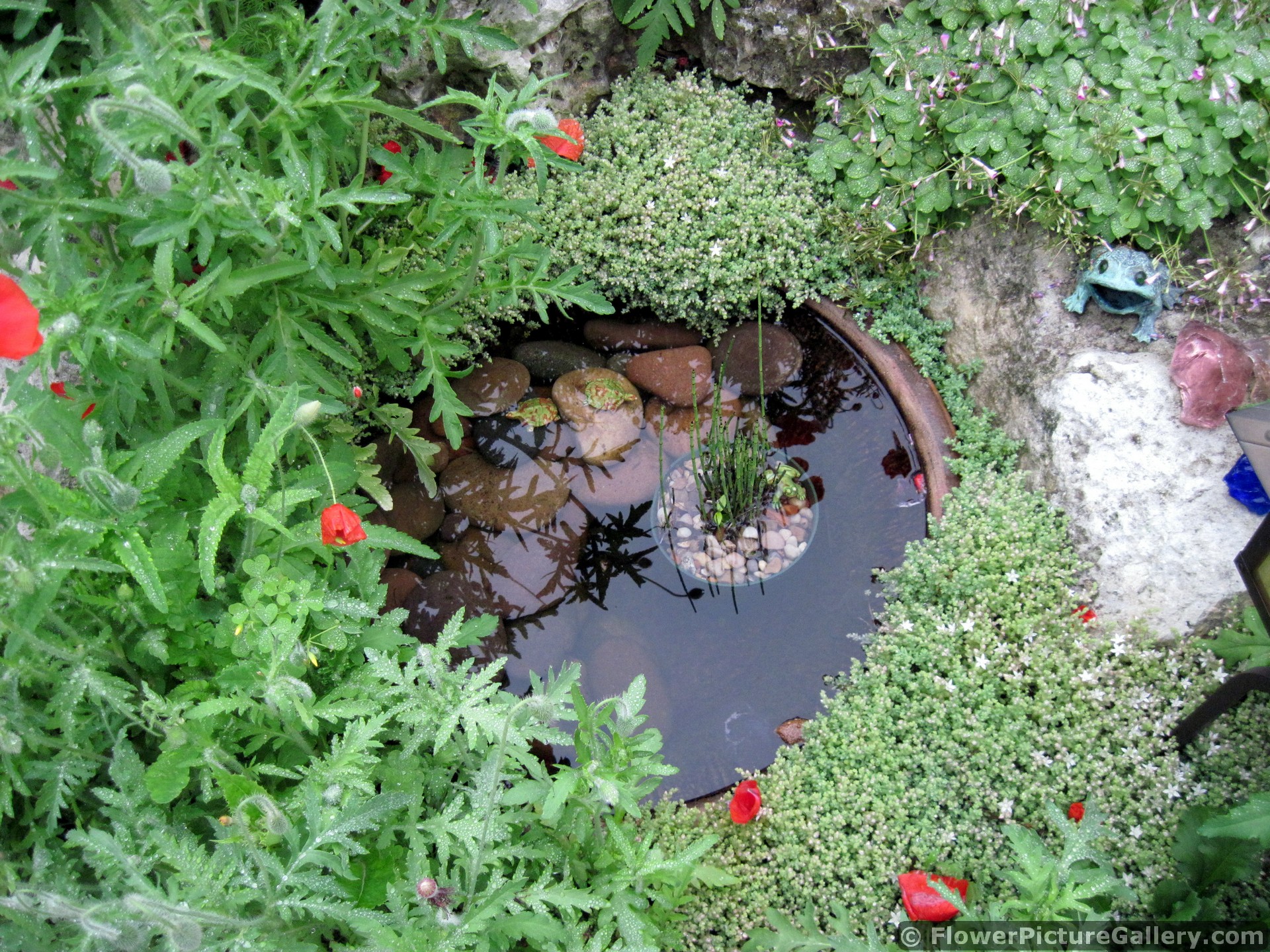 Pond Planter Container