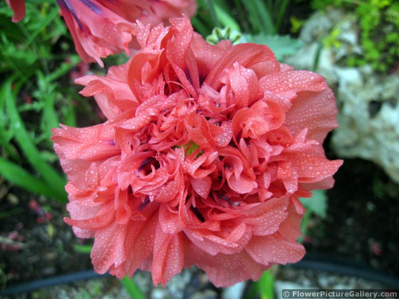 Red Begonia Flower Close Up with Dew Drops