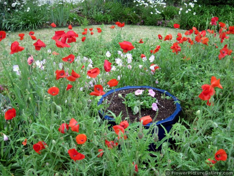 Red Poppies Surround Planter