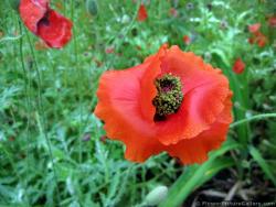 Red Poppy Flower with Dew Drops Close Up