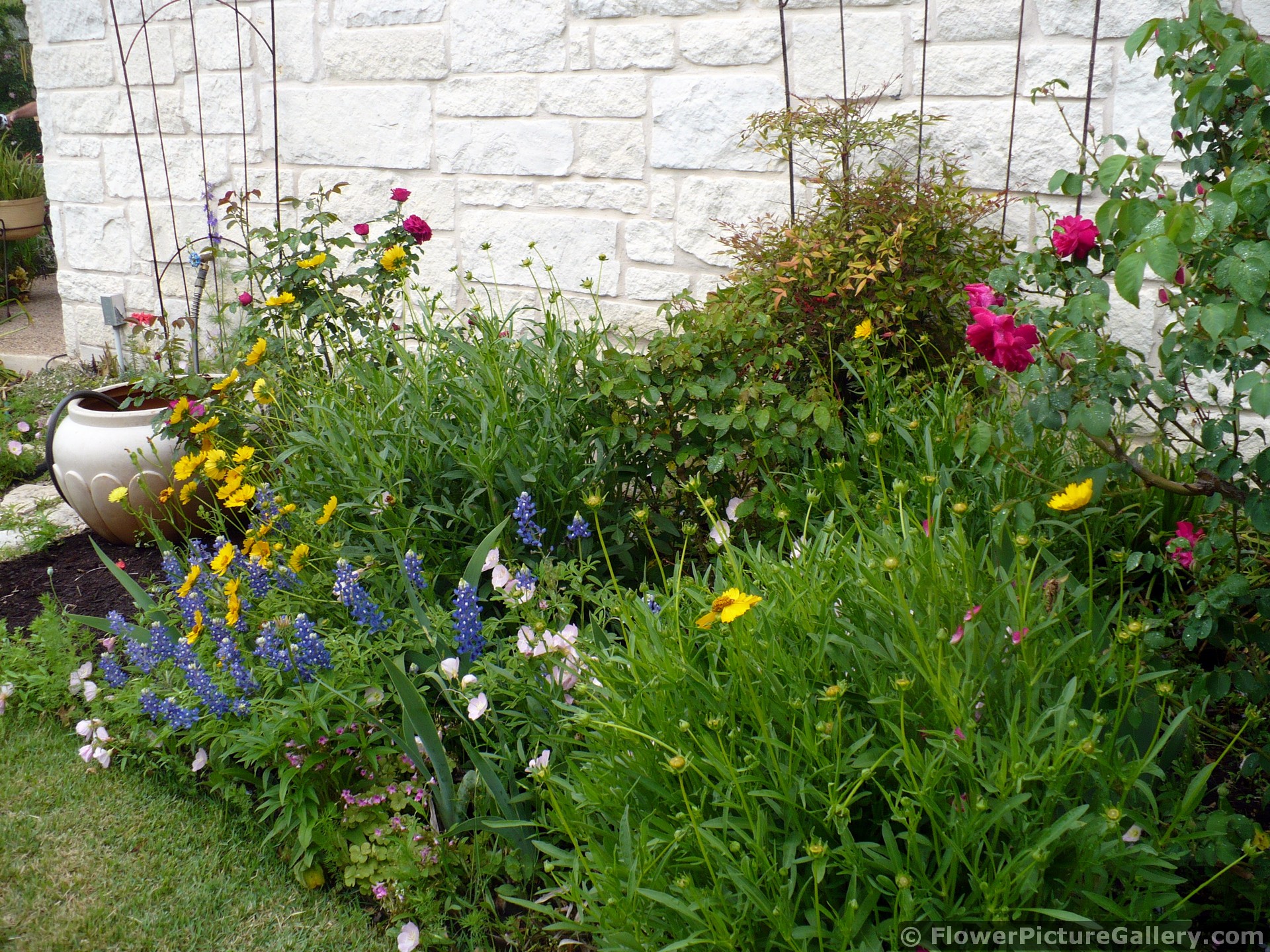 Texas Bluebonnet and Other Flowers