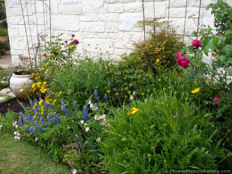 Texas Bluebonnet and Other Flowers