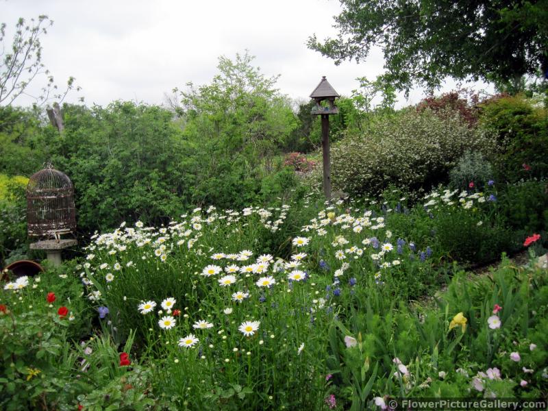 Vibrant White Daisies Garden with Birdhouse