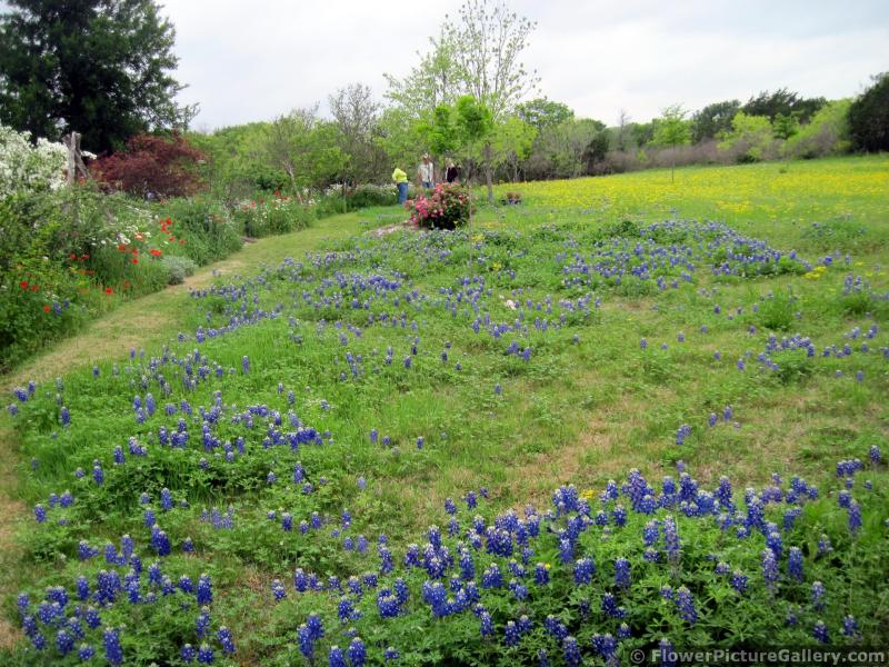 Wild Texas Bluebonnet Flowers