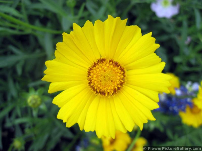 Yellow Dandelion Flower Close-Up