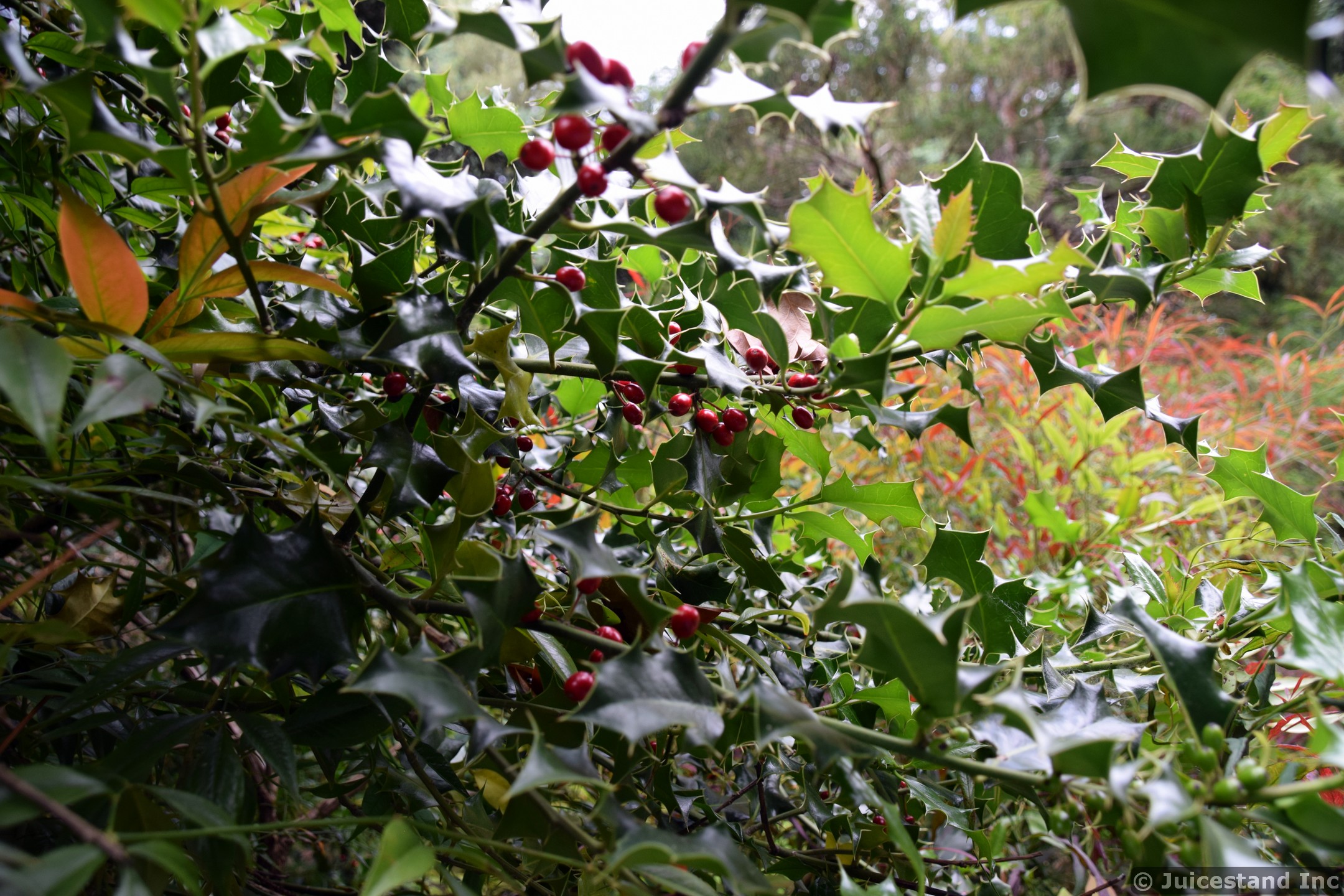 American Holly Berries and Tree Close-up