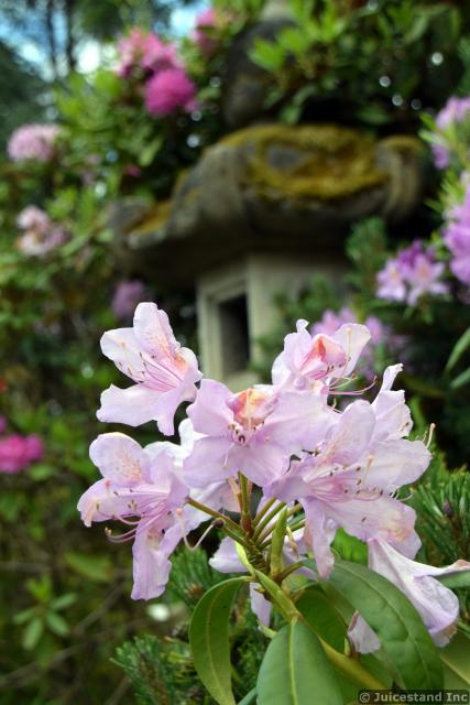 Azalea Formosa Light Pink Flowers Close-Up