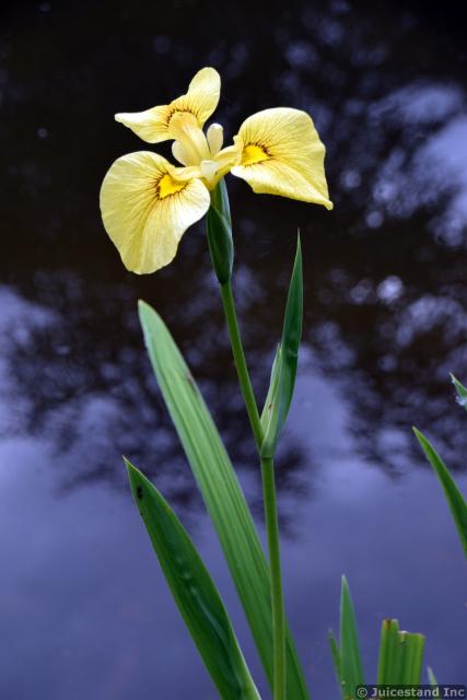 Beautiful Yellow Flag Iris pseudacorus Flower at Kubota Garden