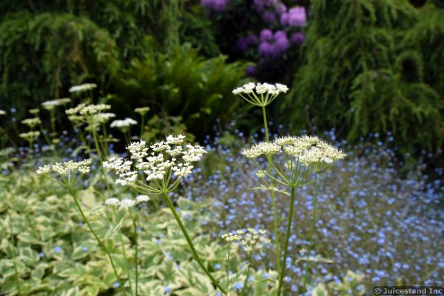 Cow Parsley aka Anthriscus sylvestris White Flowers at Kubota Garden