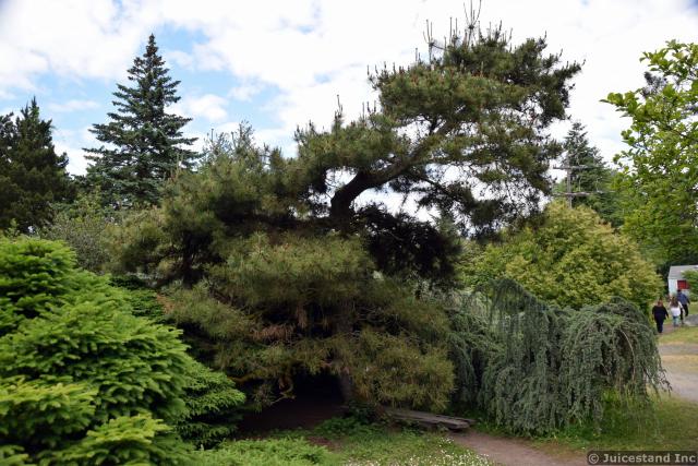 Eastern White Pine Tree aka Pinus strobus at Kubota Garden
