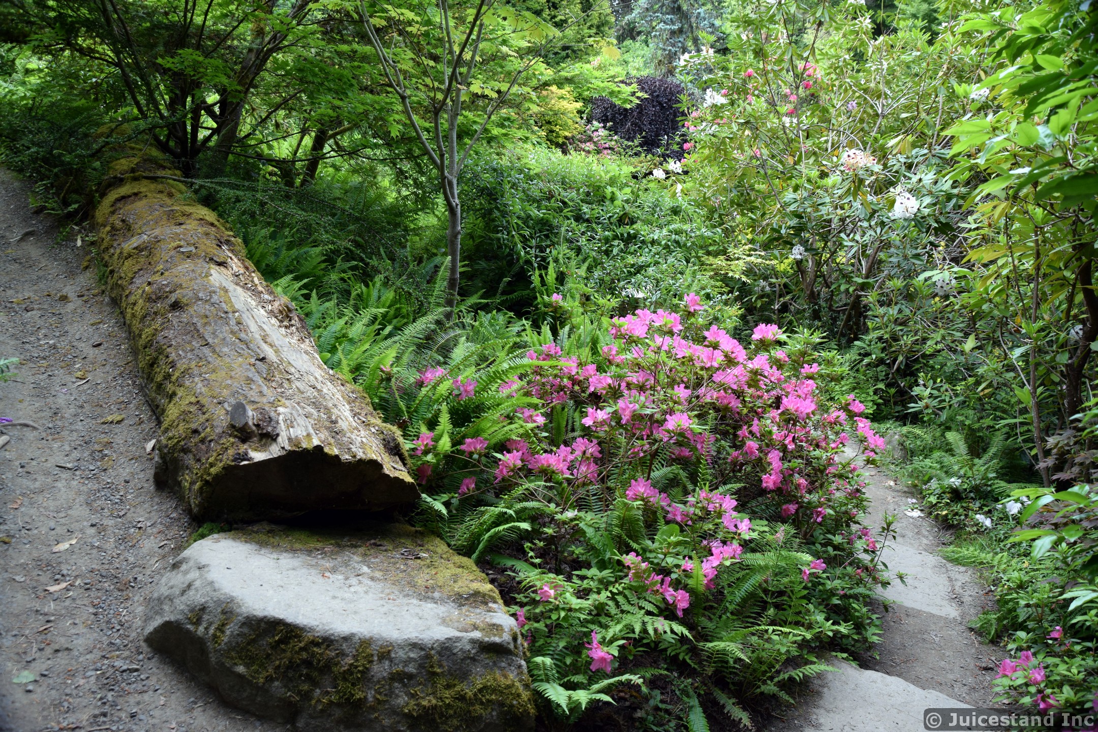 Fallen Tree Log and Pink Flowers