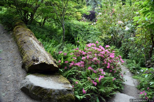 Fallen Tree Log and Pink Flowers