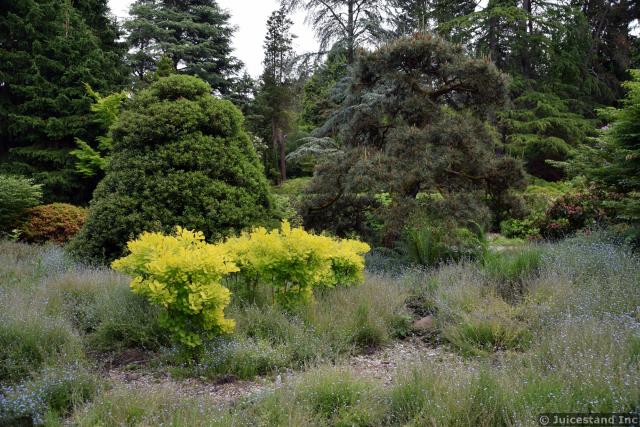 Golden Dewdrop Yellow Leaf Plant in Front of Pine Trees