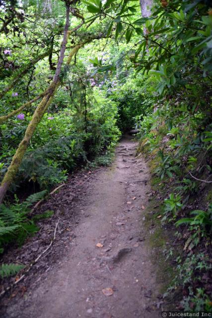 Hiking Pathway at Kubota Garden