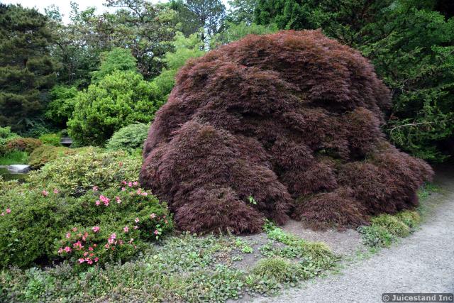 Hill-Like Un-Pruned Japanese Maple Tree at Kubota Garden