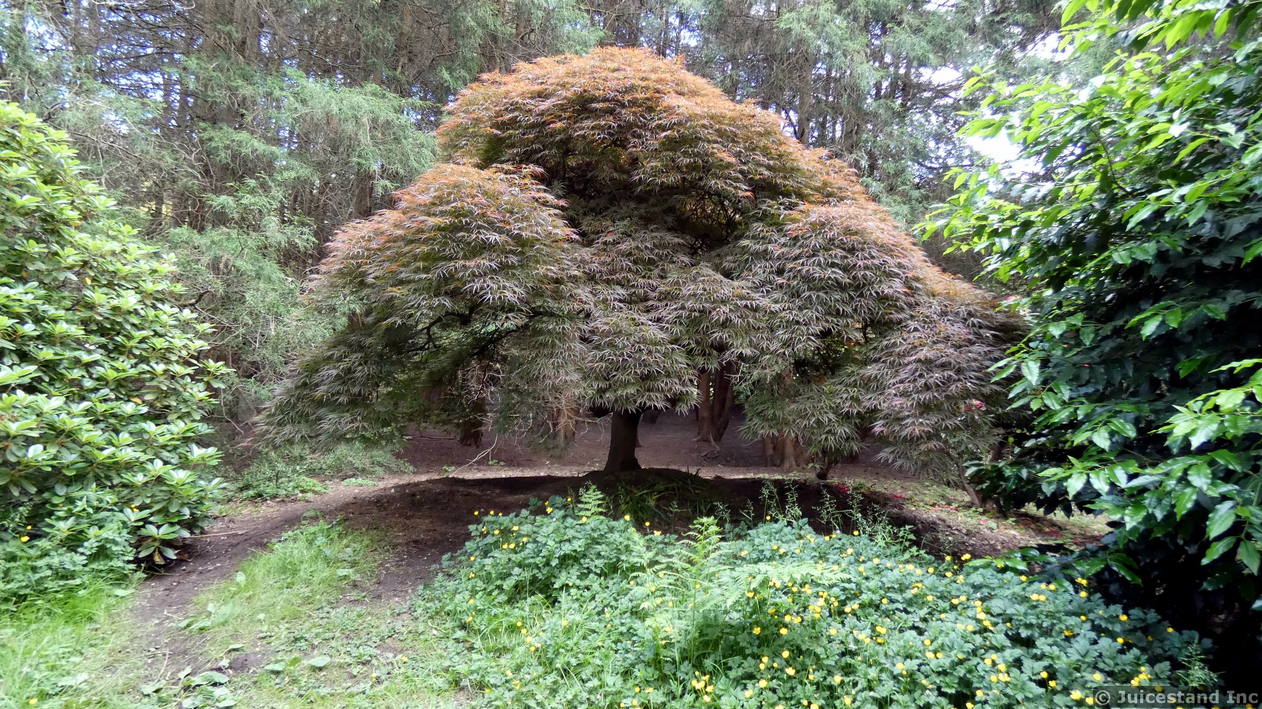 Huge Japanese Maple Tree