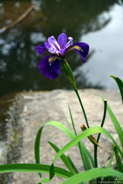 Iris Versicolor Flower next to Pond